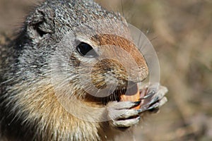 Columbian Ground Squirrel Eating Almond Closeup