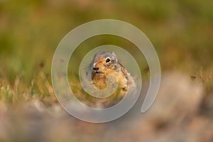 Columbian Ground squirrel eating in an alpine meadow