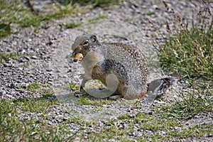 A Columbian ground squirrel eating the food.  Columbia Icefield Area AB Canada