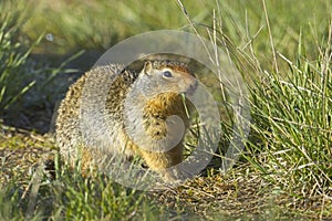 Columbian ground squirrel eating grass
