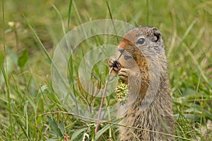 Columbian Ground Squirrel eating grass in Banff national Park Al