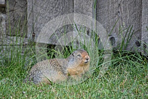 Columbian Ground Squirrel on a grassy lawn