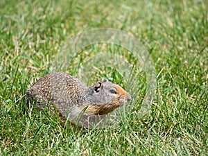 Columbian Ground Squirrel in Green Grass