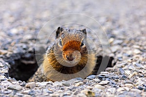 Columbian ground squirrel at his burrow on a road