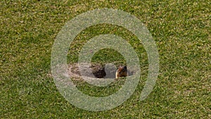 Columbian ground squirrel in a hole on the green grass, close up. Wild life Banff, Alberta. Canada