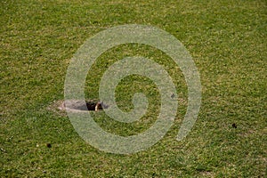 Columbian ground squirrel in a hole on the green grass, close up. Wild life Banff, Alberta. Canada