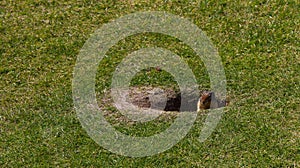 Columbian ground squirrel in a hole on the green grass, close up. Wild life Banff, Alberta. Canada