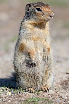 A Columbian Ground Squirrel on the lookout for Danger!