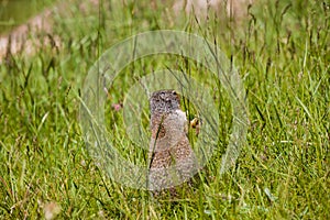 Columbian ground squirrel looks out of the grass. A rodent grazes in the grass of the Rocky Mountains. Wildlife Banff, Alberta.