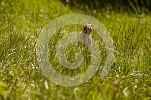 Columbian ground squirrel looks out of the grass. A rodent grazes in the grass of the Rocky Mountains. Wildlife Banff, Alberta.