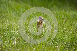 Columbian ground squirrel looks out of the grass. A rodent grazes in the grass of the Rocky Mountains. Wildlife Banff, Alberta.