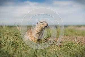 Columbian ground squirrel in the meadows