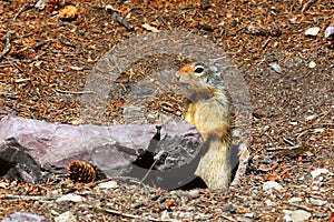 Columbian ground squirrel - Montana