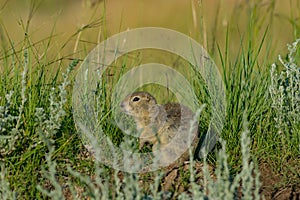 Columbian ground squirrel out in the evening sun