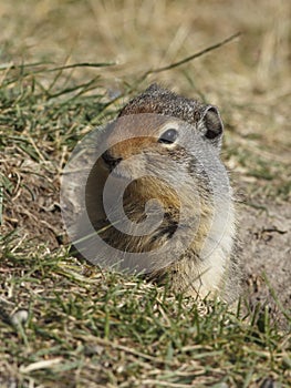 Columbian Ground Squirrel Peering out of its Burrow - Banff, Can