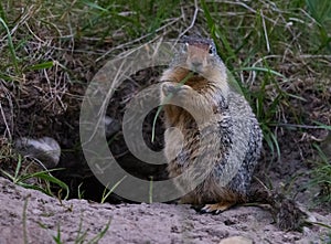 Columbian Ground squirrel of the Rockies