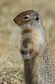 Columbian Ground Squirrel Scouting its Territory - Alberta, Cana