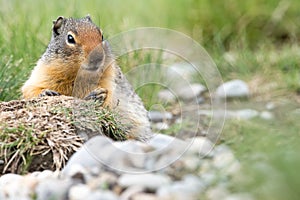 Columbian Ground Squirrel sitting on the ground in Canadian Rock