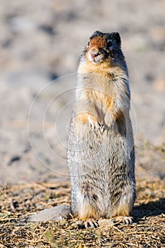 Columbian ground squirrel (Spermophilus columbianus)