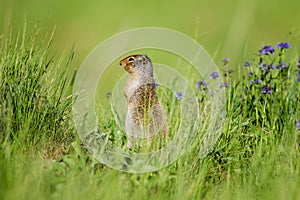 Columbian ground squirrel (Spermophilus columbianus)