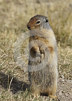 Columbian Ground Squirrel standing on its hind legs