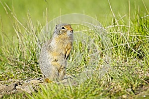 Columbian ground squirrel on sunny day
