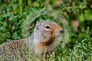 Columbian Ground Squirrel Urocitellus columbianus