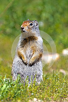 Columbian Ground Squirrel Urocitellus columbianus