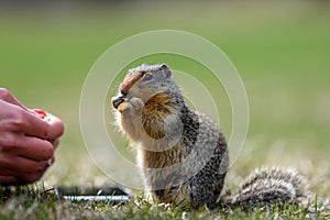 Columbian ground squirrel Urocitellus columbianus is begging a female tourist for food, and just a little while later, it takes