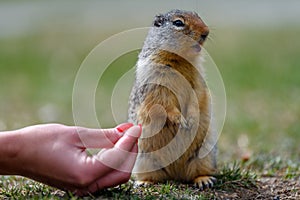 Columbian ground squirrel Urocitellus columbianus is begging a female tourist for food, and just a little while later, it takes