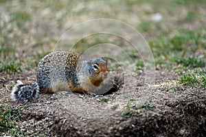 Columbian ground squirrel Urocitellus columbianus in Ernest Calloway Manning Park, British Columbia, Canada