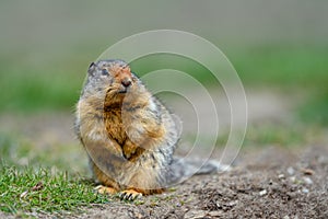 Columbian ground squirrel Urocitellus columbianus in Ernest Calloway Manning Park, British Columbia, Canada