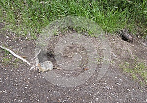 Columbian Ground Squirrel (Urocitellus columbianus) Exiting a Burrow