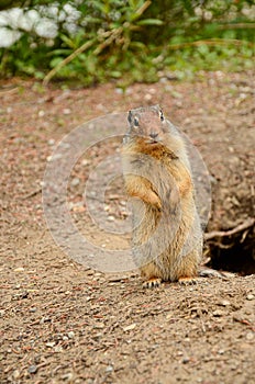 Columbian ground squirrel Urocitellus columbianus garding its home