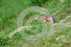 Columbian ground squirrel Urocitellus columbianus in Glacier National Park, Rogers Pass area