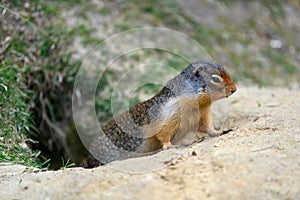 Columbian ground squirrel Urocitellus columbianus in Glacier National Park, Rogers Pass area