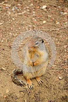 Columbian ground squirrel Urocitellus columbianus looking around