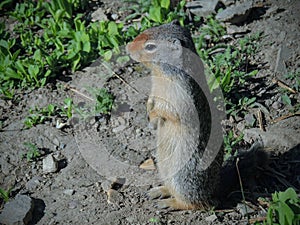 Columbian Ground Squirrel Urocitellus columbianus looking into the morning sun in Glacier National Park