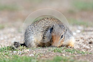 A Columbian Ground Squirrel Urocitellus columbianus looks for food near his home in the grass.