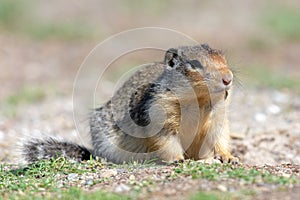 A Columbian Ground Squirrel Urocitellus columbianus looks for food near his home in the grass.