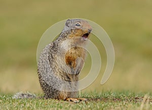 Columbian Ground Squirrel - Urocitellus columbianus photo