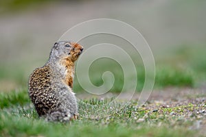 Columbian ground squirrel Urocitellus columbianus standing at the entrance of its burrow in Ernest Calloway Manning Park,