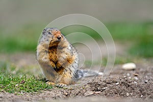 Columbian ground squirrel Urocitellus columbianus standing at the entrance of its burrow in Ernest Calloway Manning Park,