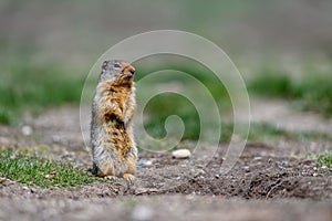 Columbian ground squirrel Urocitellus columbianus standing at the entrance of its burrow in Ernest Calloway Manning Park,