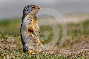 Columbian ground squirrel Urocitellus columbianus standing at the entrance of its burrow in Ernest Calloway Manning Park,