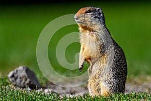 Columbian ground squirrel Urocitellus columbianus standing at the entrance of its burrow in Ernest Calloway Manning Park,