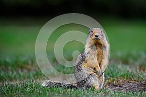 Columbian ground squirrel Urocitellus columbianus standing at the entrance of its burrow in Ernest Calloway Manning Park,