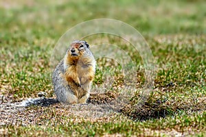 Columbian ground squirrel Urocitellus columbianus standing at the entrance of its burrow in Ernest Calloway Manning Park,