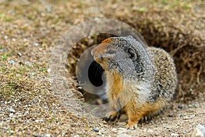 Columbian ground squirrel Urocitellus columbianus standing at the entrance of its burrow in Ernest Calloway Manning Park,