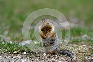 Columbian ground squirrel Urocitellus columbianus standing at the entrance of its burrow in Ernest Calloway Manning Park,